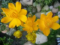 Garten 007.webp