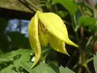 Garten 011.webp