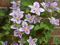 Garten 004.webp