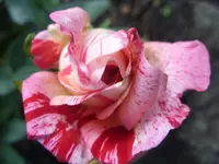 Garten 008.webp