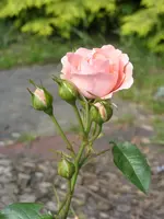 Garten 003.webp