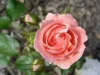 Garten 002.webp