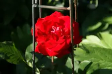DSC03209.webp