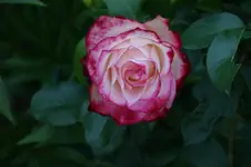 DSC03210.webp