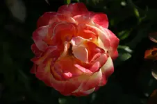 DSC03214.webp