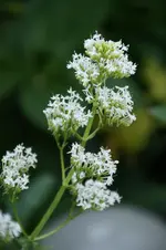 DSC03213.webp