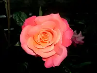 Kopie von GEDC0008.webp