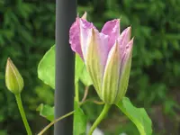 020.webp