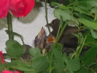 Nils Garten Odelzhaussen 023.webp