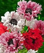 Fancy Feathers.webp