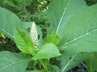 PICT0001.webp