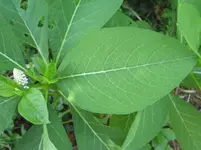 PICT0005.webp