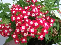 27325.webp