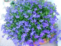 27324.webp
