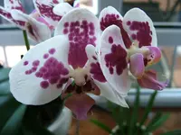 DSCF3571.webp