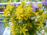 DSCF8007.webp