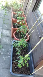 Do, 17.Juni 2010 (3).webp