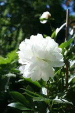 IMG_2075 - Kopie.webp