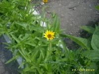 Garten 016.webp