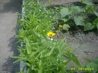 Garten 017.webp