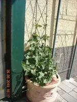 26.06.2010 007.webp