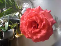 Bilder26.06.10 007.webp