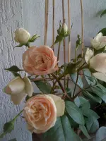 Bilder26.06.10 003.webp
