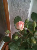 Bilder26.06.10 004.webp
