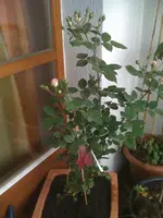 Bilder26.06.10 005.webp