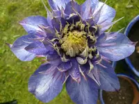 clematis_25_06.webp