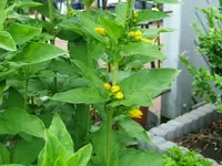DSCF3584.webp
