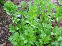 DSCF3585.webp