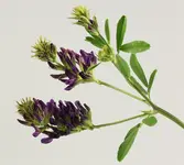 unbekannt1.webp
