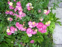 100_4874.webp