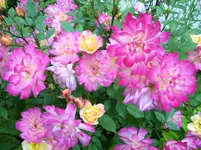 100_4875.webp