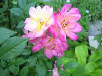100_4878.webp