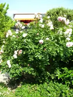 100_4881.webp