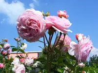 100_4882.webp