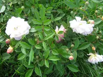 010.webp