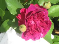 071.webp