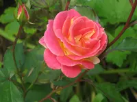 015.webp