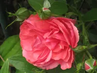 101.webp