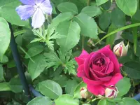 118.webp