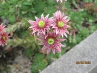 Bild 136.webp