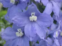 036.webp