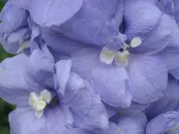 041.webp