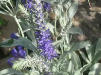 003.webp