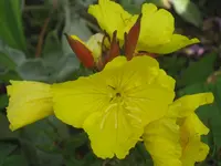 006.webp