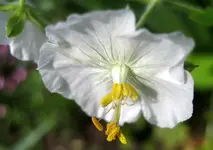 geranium.webp