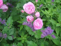 IMG_2921.webp